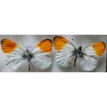 Anthocharis cardamines (Linnaeus, 1758) 2xmale Zorzynek rzeżuchowiec Czech45f